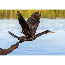 Système de répulsion cormorans